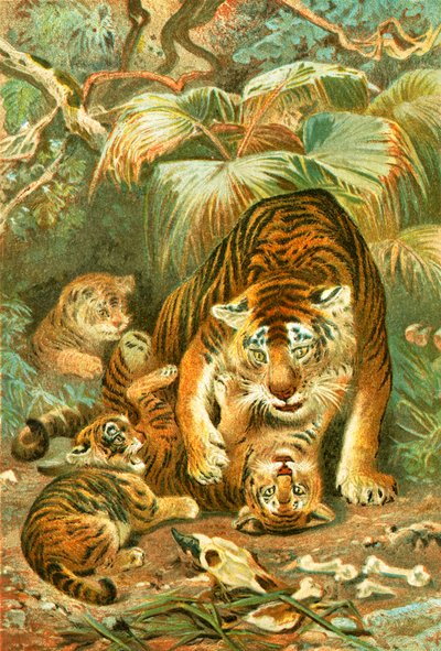 Tigress og unger av English School