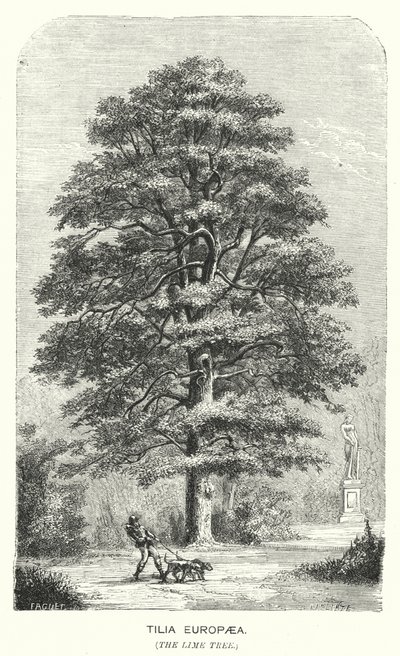 Tilia Europaea, The Lime Tree (gravering) av English School