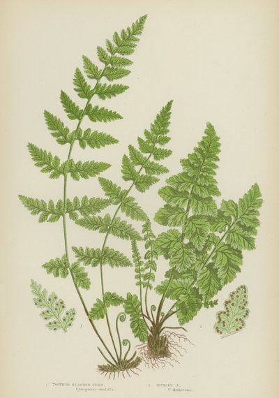 Tannblærebregne, Dickies-bregne (litho-farge) av English School