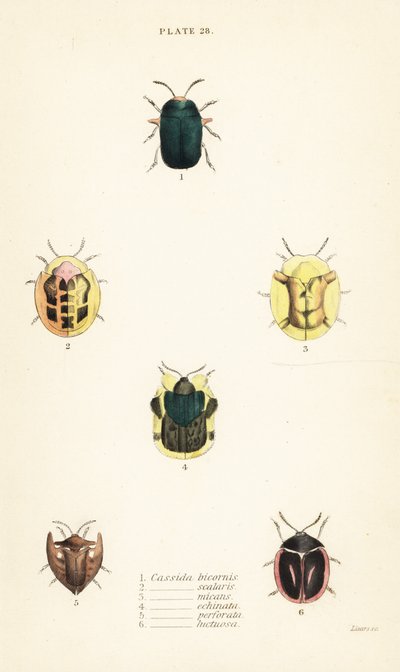 Skilpaddebiller: Omocerus bicornis 1, Cassida scalaris 2 av English School
