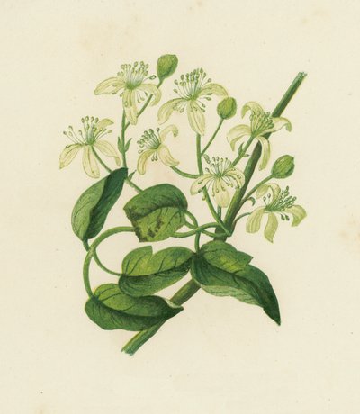 Traveller's Joy, Clematis Vitalba (farge litho) av English School