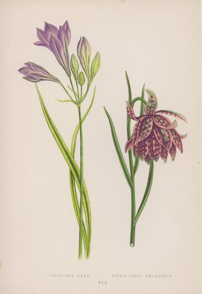 Triteleia Laxa; Fritillaria Meleagris (farge litho) av English School