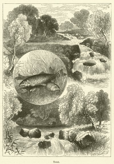 Ørret (gravering) av English School