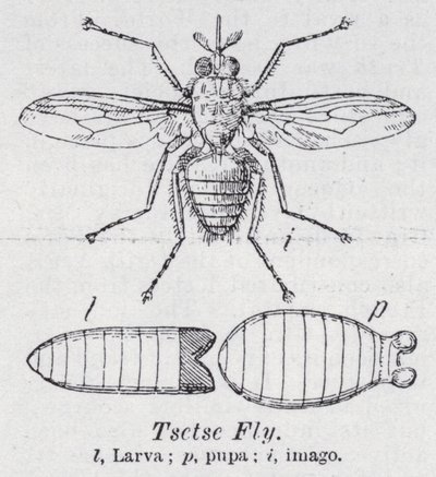 Tsetse fly (medlemmer) av English School