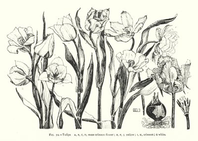 Tulipaner; samme crimson blomst; gul; Høyrød; hvit (gravering) av English School