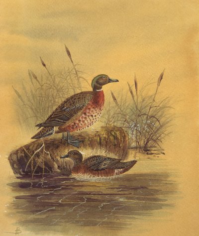 Two Ducks by a Reeded Bank, ca. 1890 (wc på papir) av English School