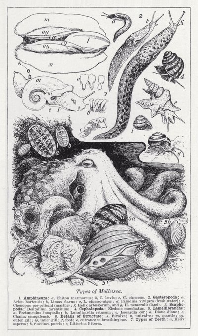 Typer bløtdyr (litho) av English School