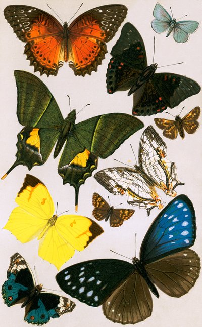 Typiske sommerfugler av English School