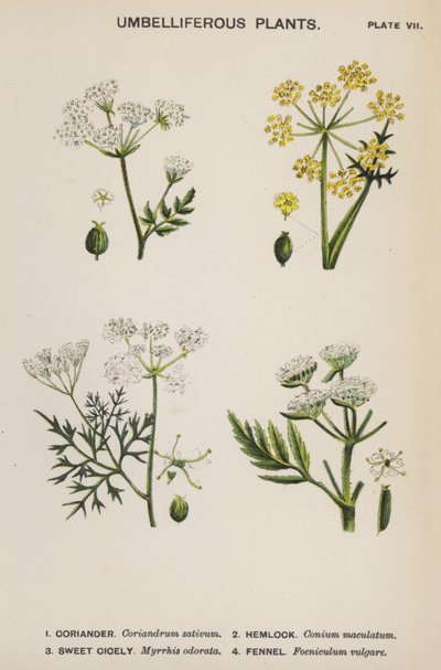Umbelliferous Plants (farge litho) av English School