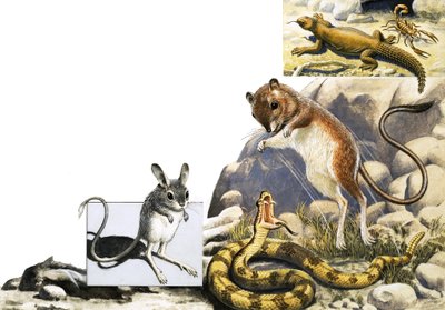 Uidentifisert dyr montasje med jerboa, slange og skorpion av English School