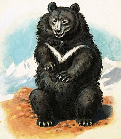 Unbekannte Bärenart von English School