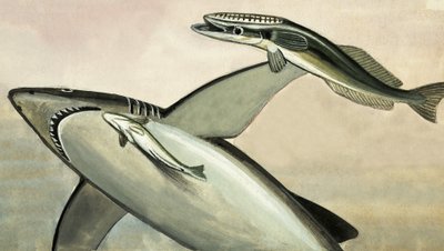 Unidentifizierter Hai und Fische von English School