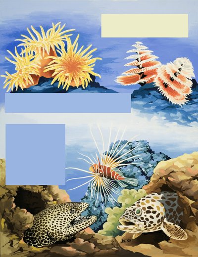 Uidentifisert undervannsflora og -fauna av English School