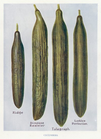 Veiledning for grønnsaksdyrker: Agurker (farge litho) av English School