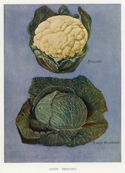 Veiledning for grønnsaksdyrker: Savoy, Brokkoli (litho-farge) av English School