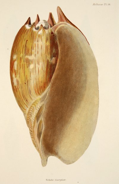 Veluta Georgina, fra The Mollusca and Radiata, pub. 1833 (håndfarget gravering) av English School