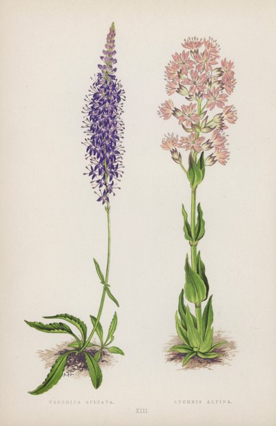 Veronica Spicata; Lychnis Alpina (farge litho) av English School