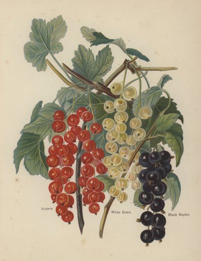 Victoria, White Dutch, Black Napoli av English School