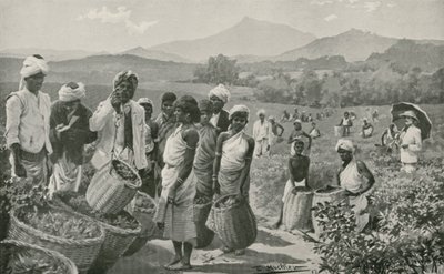 Utsikt over en tehage i Ceylon av English School