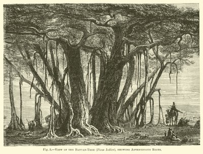 Utsikt over Banyan-treet (Ficus Indica), som viser tilfeldige røtter av English School