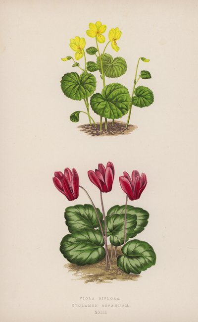 Viola Biflora; Cyclamen Repandum (farge litho) av English School