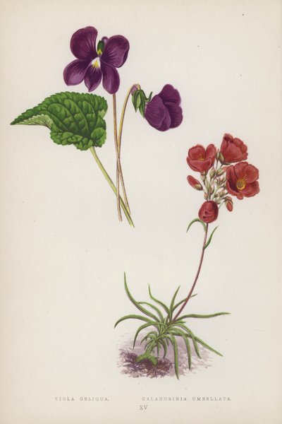 Viola Obliqua; Calandrinia Umbellata (farge litho) av English School