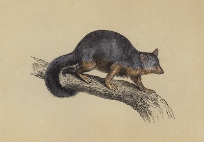 Vulpine Phalanger (farge litho) av English School