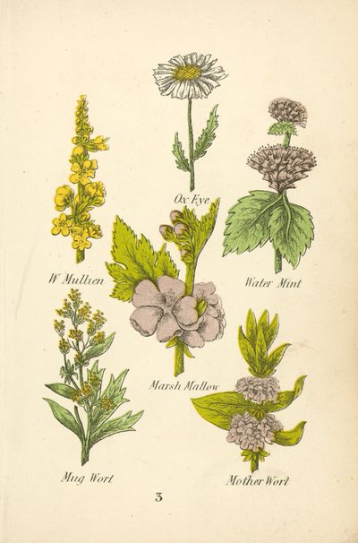 W Mullien, Okseøye, Vannmynte, Sumpmalva, Krusurt, Morsurt (fargelitografi) av English School