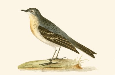 Water Pipit, illustrasjon fra 