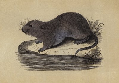 Vannrotte (farge litho) av English School