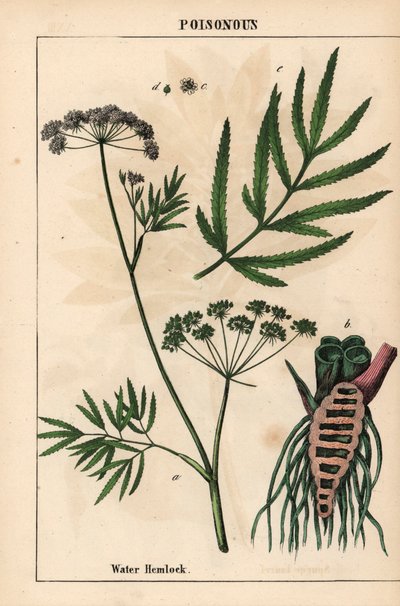 Vannhemlock som viser blader, rotstruktur og blomster. Cicuta virosa   , fra "The Instructive Picturebook, or Lessons from the Vegetable World," [Charlotte Mary Yonge], Edinburgh av English School