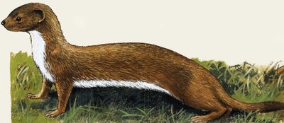 Weasel av English School