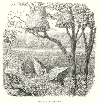 Webervögel von English School