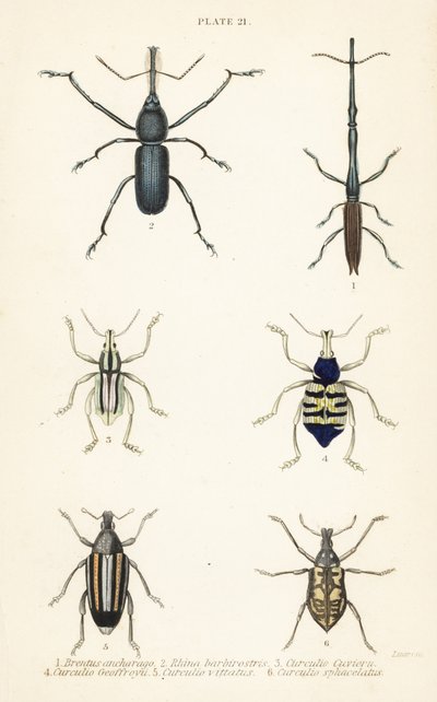 Weevil: Brentus ancharago 1, Rhina barbirostris 2, Curculio cuviera 3, Eupholus geoffroyi 4, Larinus bjørn 5 og Curculio sphacelatus 6 av English School
