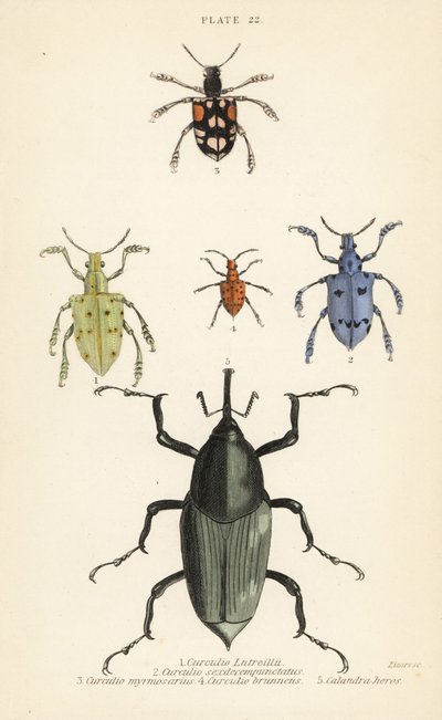 Weevil og biller: Curculio latreillii 1, Curculio sexdecempunctatus 2, Trichaptus mutillarius 3, Pissodes castaneus 4 og Calandra heros 5 av English School
