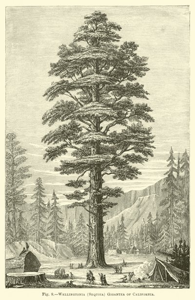 Wellingtonia (Sequoia) Gigantea fra California av English School