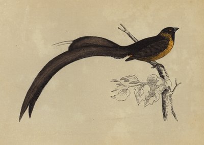 Whidah Finch (fargelitografi) av English School