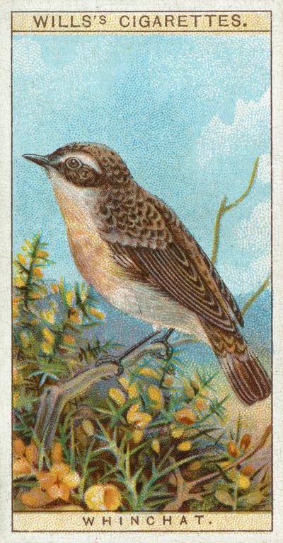 Whinchat av English School