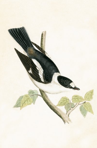White Collared Fluesnapper, illustrasjon fra 