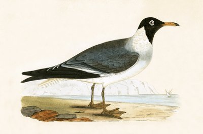 White Eyed Gull, illustrasjon fra 'A History of the Birds of Europe Not Observed in the British Isles' av Charles Robert Bree (1811-86), utgitt 1867 av English School