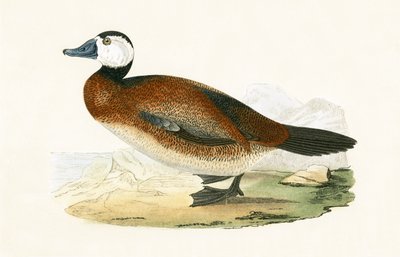 White Headed Duck, illustrasjon fra 