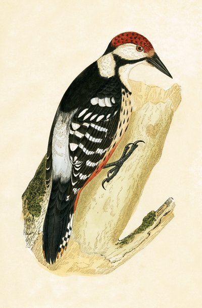 White Rumped Woodpecker, illustrasjon fra 