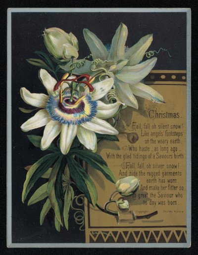 Hvit pasjonsblomst, julehilsenskort. (chromolitho) av English School