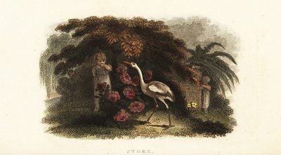 Hvit stork, Ciconia ciconia, leker gjemsel med barn i en hage av English School