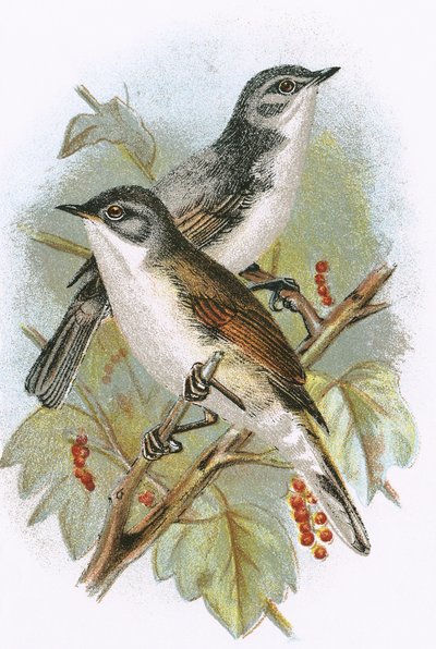 Whitethroat (nederst) og Lesser Whitethroat (øverst) av English School