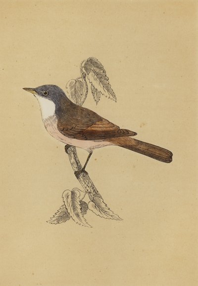 Whitethroat (farge litho) av English School