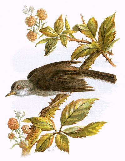 Whitethroat av English School