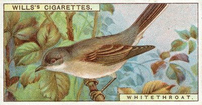 Whitethroat av English School