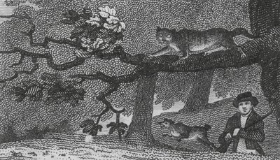 Villkatt (gravering) av English School