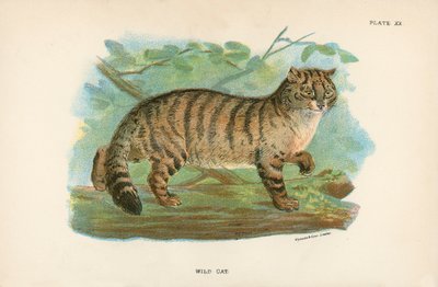 Villkatt av English School